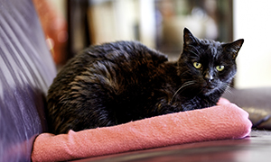 Les maladies chez les chats vieillissants